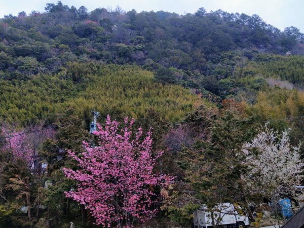 司馬庫斯賞櫻花+巨木群登山步道845241
