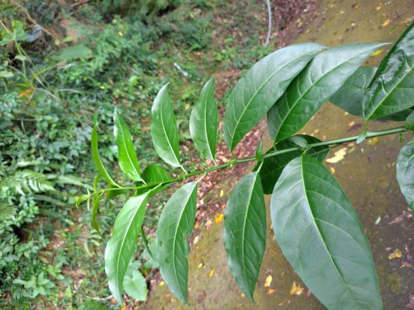 鳳鳴古道 鳳鳴山 南隘勇（南長城）古道 三湖山 八達嶺（龍骨）古道 綠色古道 延平古道2975152