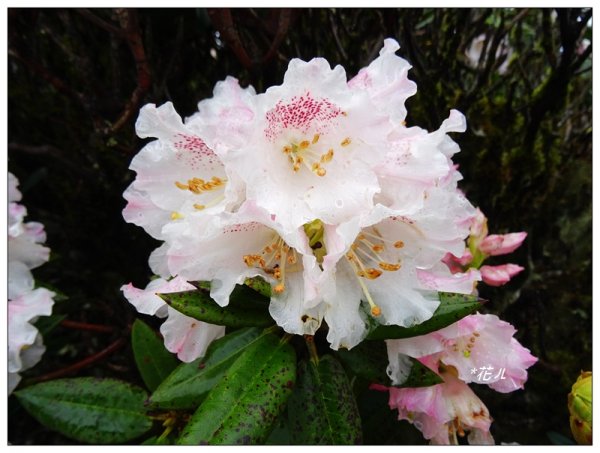 合歡石門山步道907865