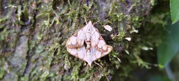 2025/10/26_馬胎古道2925708