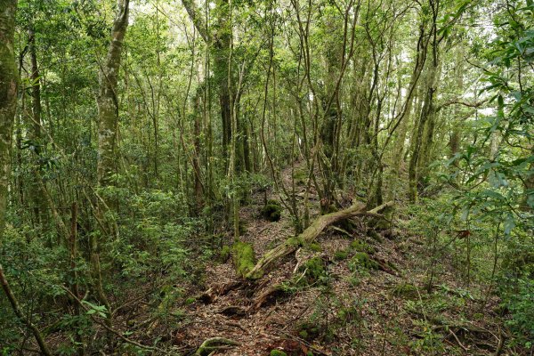 新竹 五峰 油羅山、霞山2798305