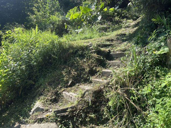 [皮皮獅Hike客任務-07/10] 2024_0831 大山背麒麟步道2586103