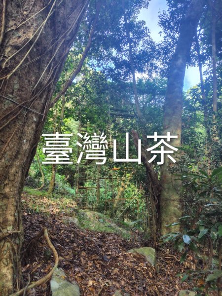 多納六秀 京大山2957590