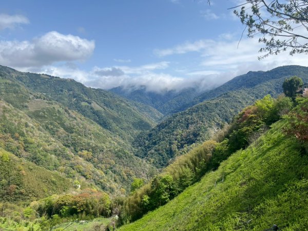 桃園 復興 中巴陵 櫻木花道3011962