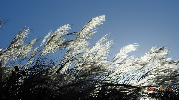 秋高氣爽芒花季再度陽明山天際線-七星山主東峰+大屯山主南西峰向天面天山O型+小觀音山主西南峰共10峰1511058