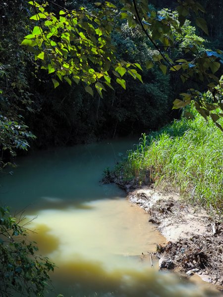 2024-08-22 澀水森林步道2578402