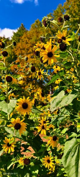 #花卉試驗中心 #永公路500巷 #平菁街42巷 #原住民公園 #士林官邸 1/42976507