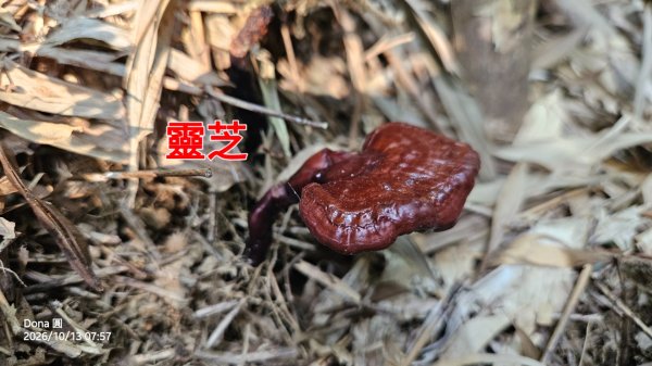 頭圍山、礁水坑山南峰、礁水坑山三峰連走3134633