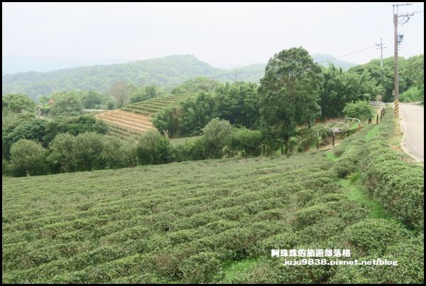 大北坑戀戀魯冰花1298467