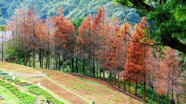 鵝尾梯田櫻花巷2989286
