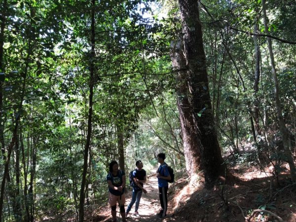 谷關七雄之東卯山步道770203