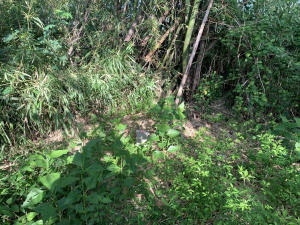 20250830高雄東崗山2877032