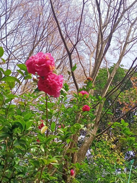 桃園龍潭大北坑休閒農業區觀賞魯冰花海→石門水庫風景區→溪洲公園2442933