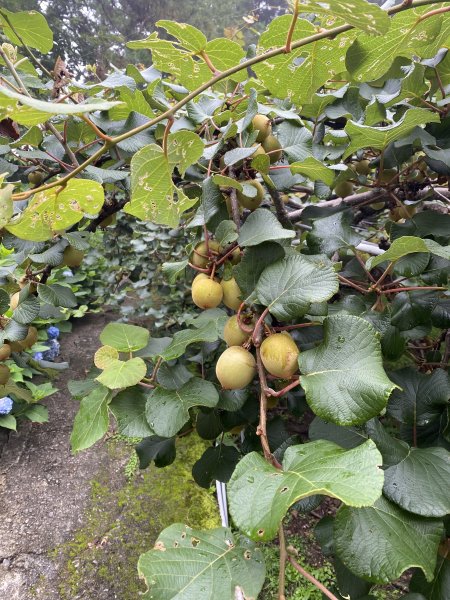 20250705-Ep.01野馬瞰山步道-2025森遊竹縣皮皮獅探險隊2851264