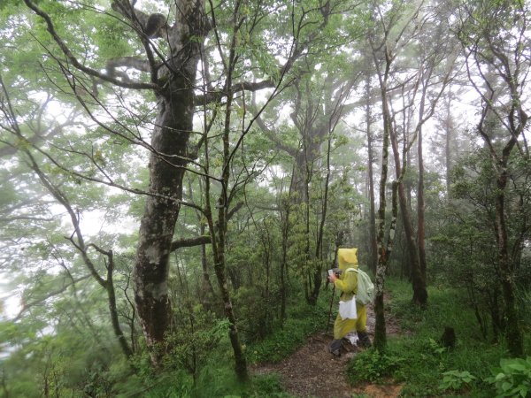 《宜蘭》雨霧山毛櫸｜台灣山毛櫸國家步道2017051411965