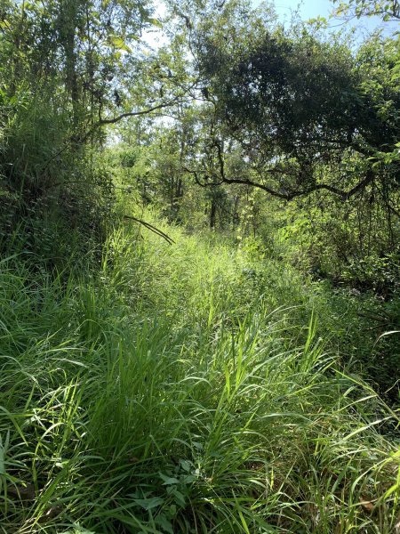 20251115台南大尖山2938082