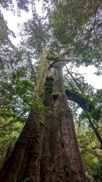 鎮西堡巨木步道群 (B區)2861159