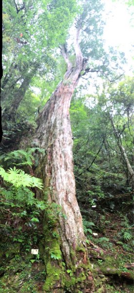 福巴越嶺古道上拉拉山（達觀山）1748451