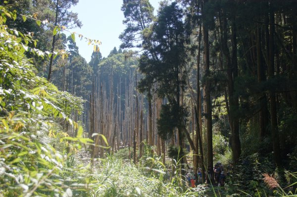 忘憂森林金柑樹山1118738