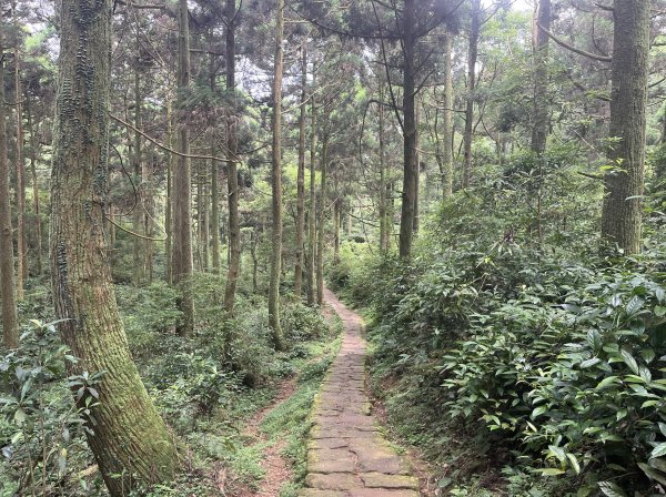 [走遍陽明山]2023_0723 頂山2319989