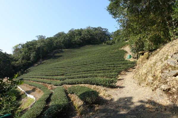 大舌湖步道 虎寮潭3086048