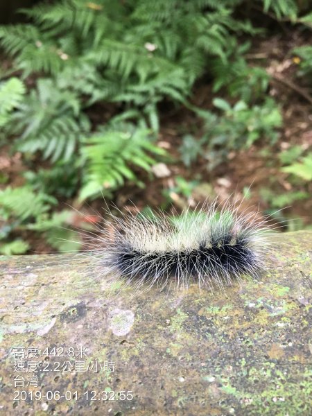 20190601_飛鳳山中坑山835937