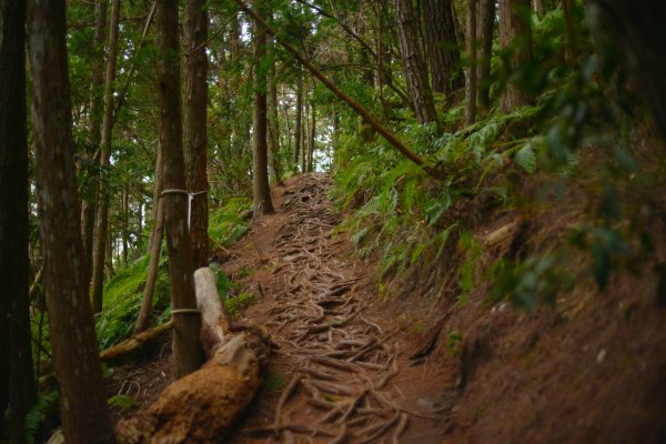 馬崙山步道2085811