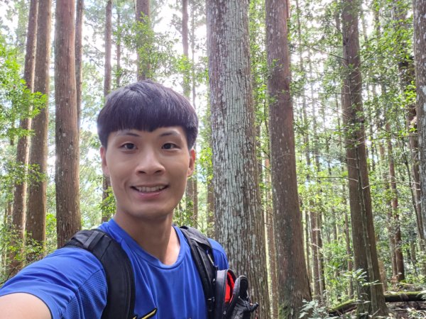 【中級山】麥巴來山，夢幻杉木林3089257