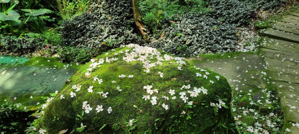 土城山中湖1067097