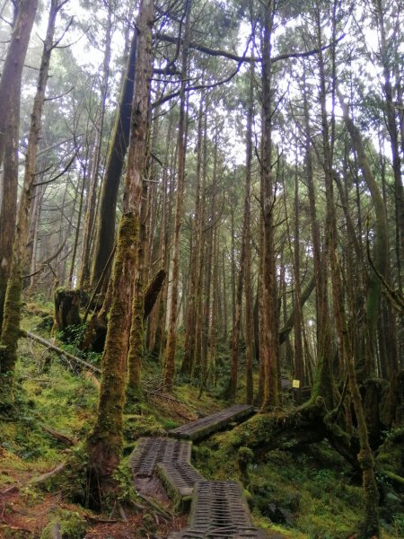 20210307宜蘭太平山翠峰湖環山步道1625962