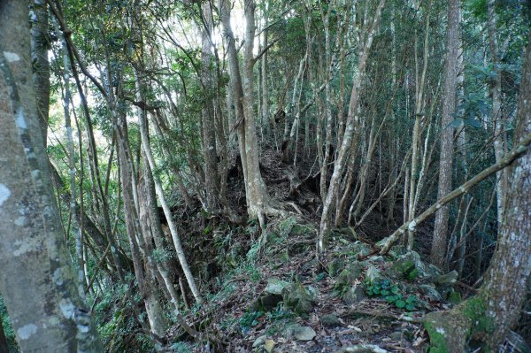 台中 和平 南松鶴山、八仙山、東松鶴山2877943