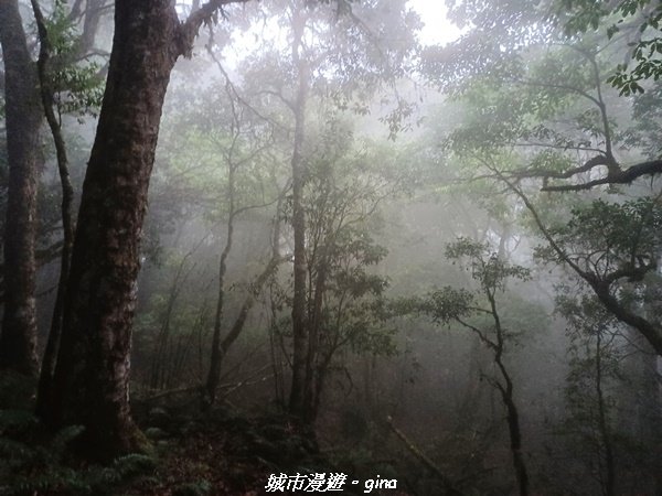 【花蓮秀林】迷霧森林。 小百岳集起來。編號86小百岳卡拉寶山步道1855915
