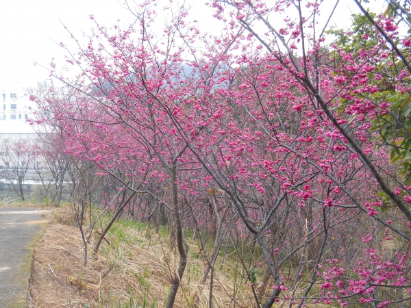 楊梅秀才步道上的櫻花林13002