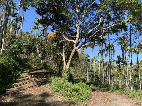 20250120高雄三縣界山-河表湖山-拉比嶺山-玉打山2697480