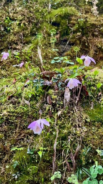 卡保石壁一葉蘭（耘夢谷上逐鹿山下O走）2809568