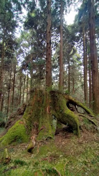 阿里山國家森林公園2104541