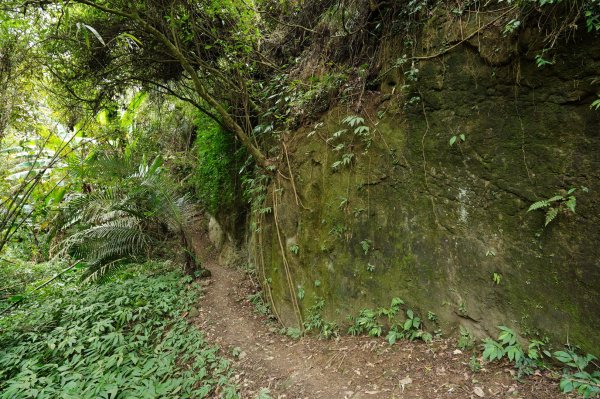 新竹 峨嵋 獅頭山、獅尾山、六寮山、猿山2450083
