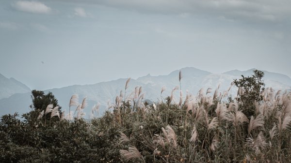 菅芒浪白｜五分山2356508