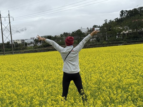 富里油菜花2704813