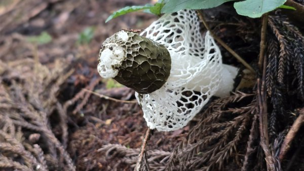 民都有山，夏日首選，好涼爽的中級山，新竹熱門登山景點，時而陽光穿林，時而濃霧彌漫，非常迷人。2827250