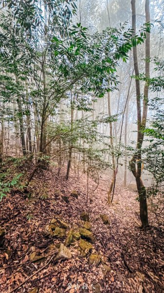 谷關七雄-屋東縱走2923553