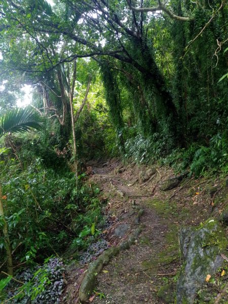 林田山文化園區 森坂步道934463