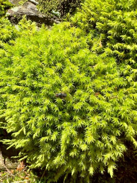 20250620南橫三山塔關山2816700