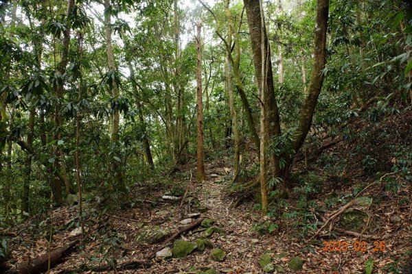 高雄 茂林 京大山2048624