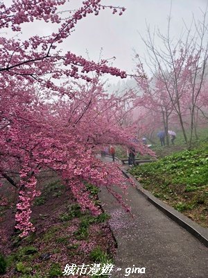 【台中和平】2026福壽山農場千櫻園賞櫻季3010669