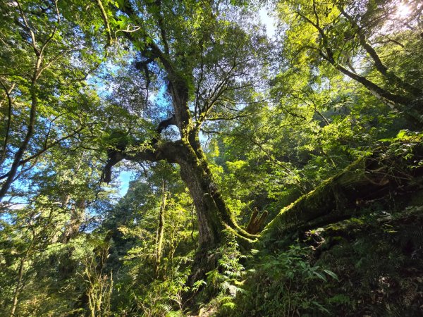 干卓萬山單座百岳驚見‘’萬大豹、水鹿大軍、圓月、雲海、藍天大景2632647