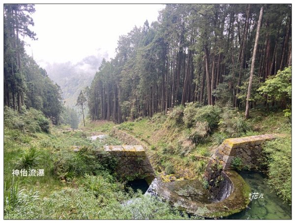 阿里山神木群棧道2771617