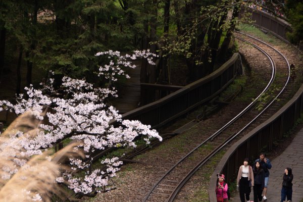 2026-03-28 阿里山3027226