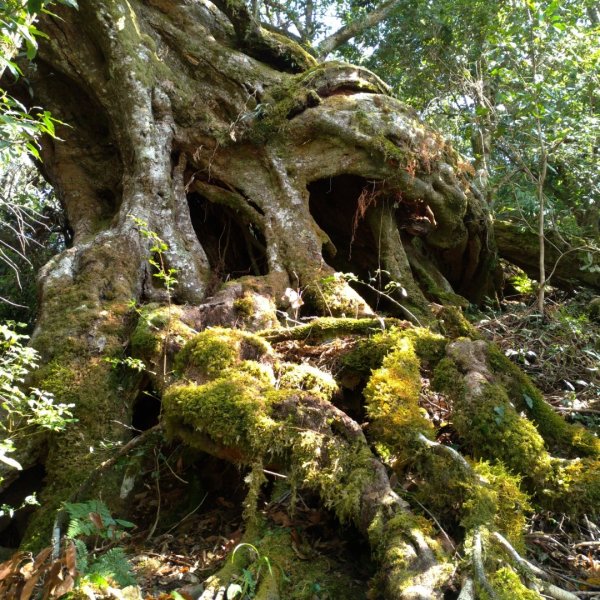 一條路走就對了>鐵本山⛰️⛰️⛰️846159