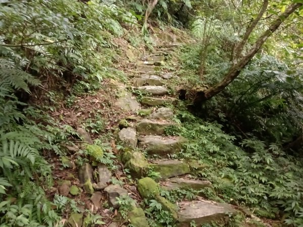 雙溪區打鐵寮山-鶯子嶺-坪溪山-烏山63號-烏山越嶺古道(坪溪山北峰)P字走3023802